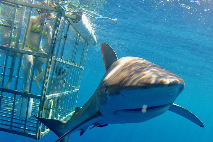 Oahu Shark Dive on the North Shore