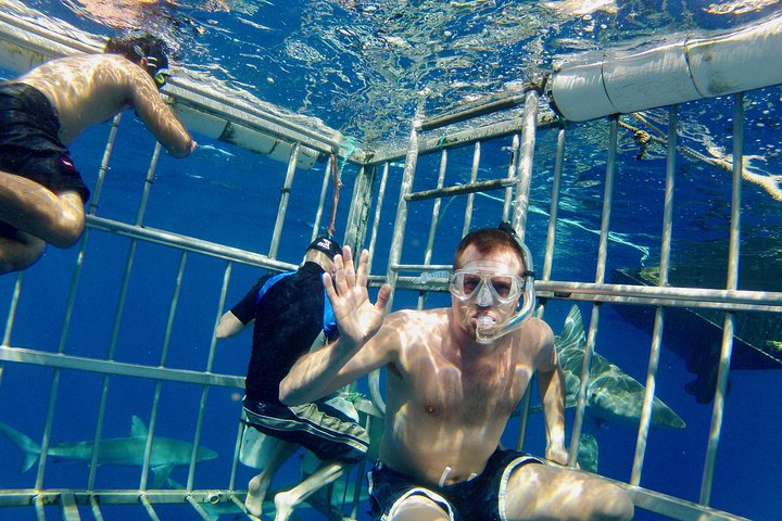 Oahu Shark Dive on the North Shore