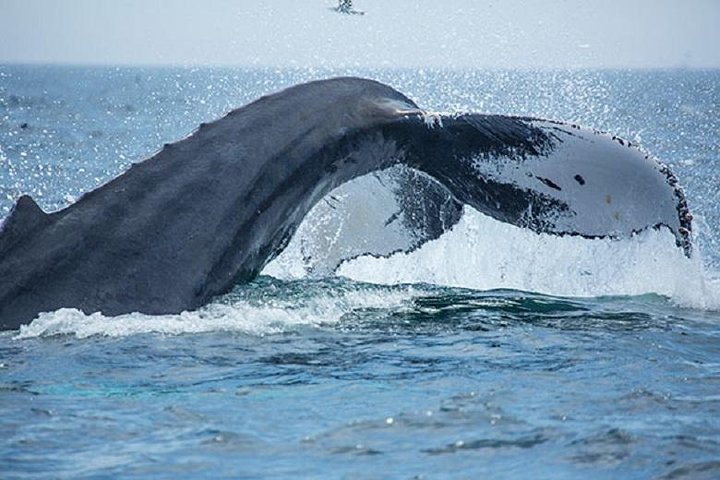 City Cruises Boston Whale Watching Cruise by High-Speed Boat