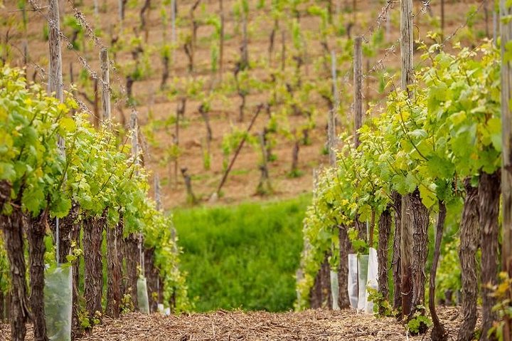 Alsace Wine Route Small Group Half-Day Tour with Tasting from Strasbourg