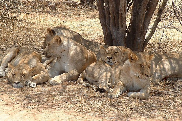 2 Days Ruaha National park