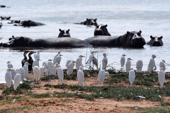 Nairobi: Hell's Gate National Park & Lake Naivasha Day Trip