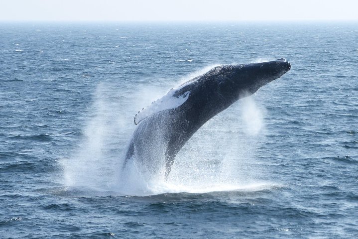 City Cruises Boston Whale Watching Cruise by High-Speed Boat