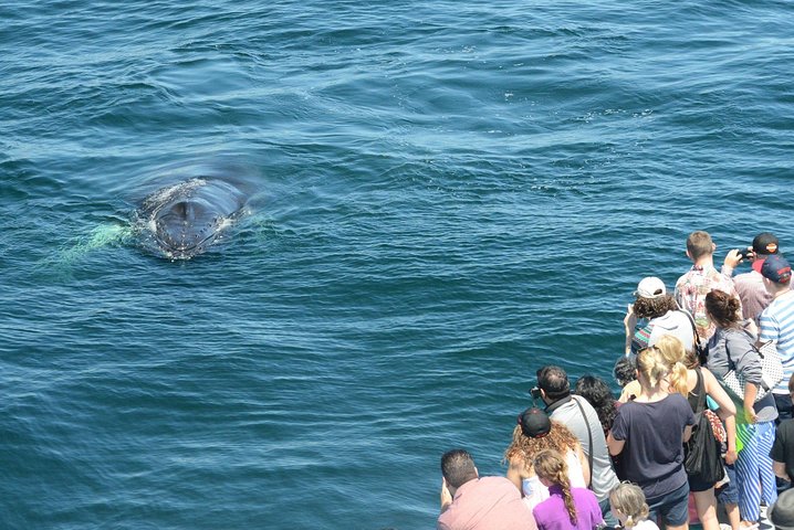 City Cruises Boston Whale Watching Cruise by High-Speed Boat