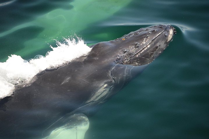 City Cruises Boston Whale Watching Cruise by High-Speed Boat