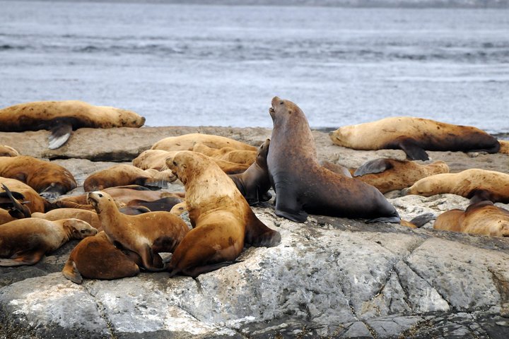 Victoria Zodiac Boat Whale Watching Adventure