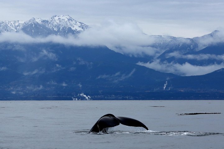 Victoria Zodiac Boat Whale Watching Adventure
