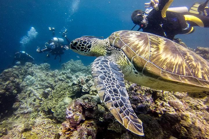 Moalboal Sardine Run & Sea Turtle Snorkeling Tour in Cebu