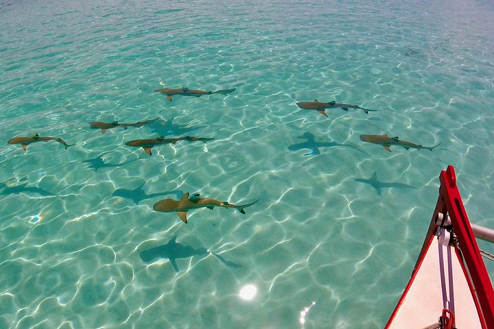Half Day Tour : Moorea Snorkeling & Sailing on a Catamaran named Taboo