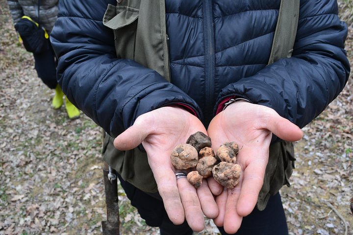 Truffle Hunting Experience with Lunch in San Miniato