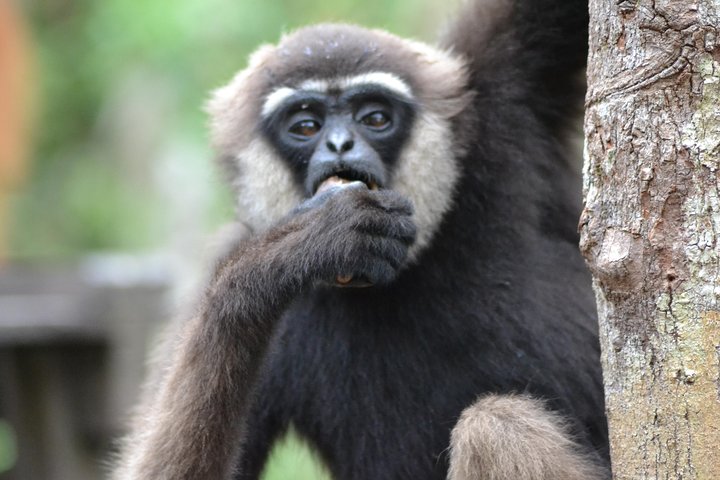 5 Days Truly Orangutan Wildlife Jungle Trail