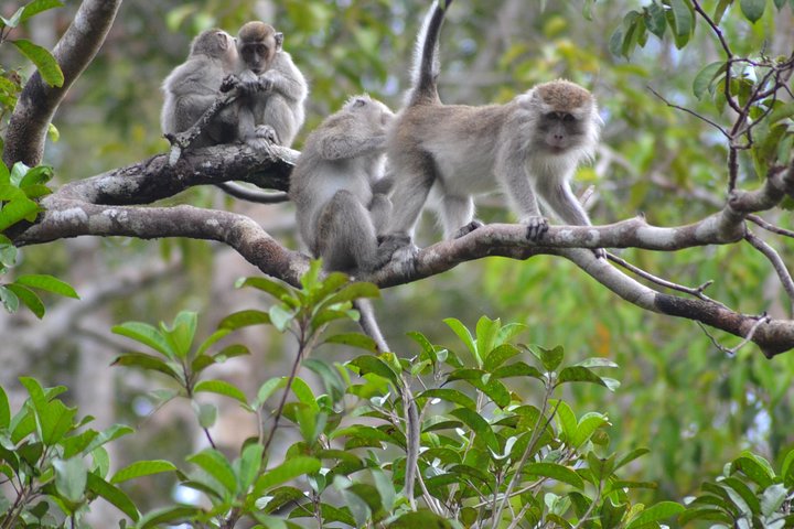 5 Days Truly Orangutan Wildlife Jungle Trail