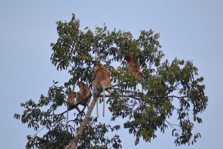 5 Days Truly Orangutan Wildlife Jungle Trail