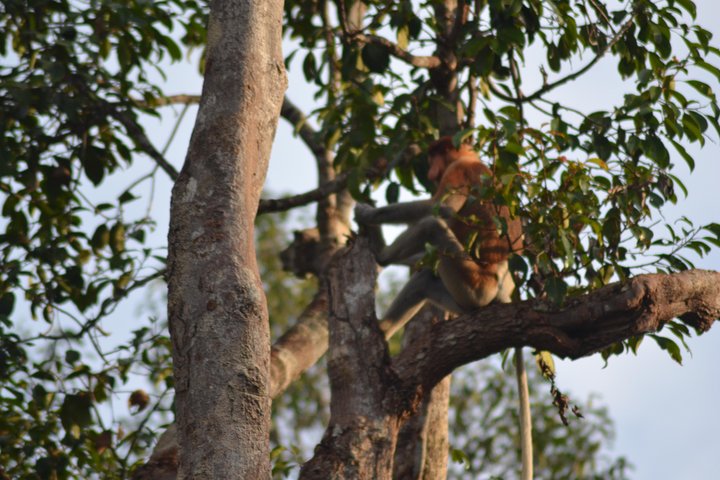 5 Days Truly Orangutan Wildlife Jungle Trail