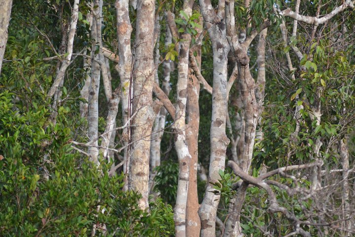 5 Days Truly Orangutan Wildlife Jungle Trail