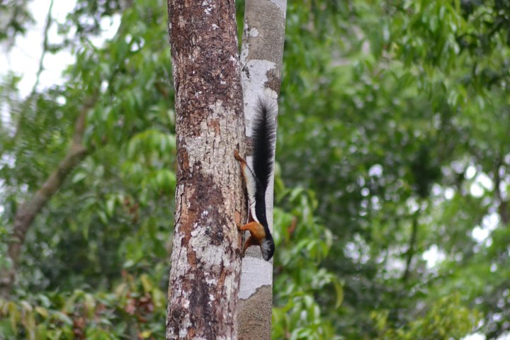 5 Days Truly Orangutan Wildlife Jungle Trail