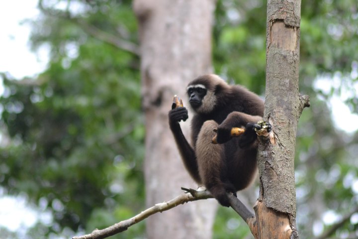 5 Days Truly Orangutan Wildlife Jungle Trail