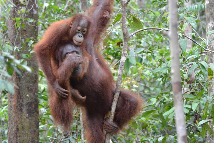 5 Days Truly Orangutan Wildlife Jungle Trail
