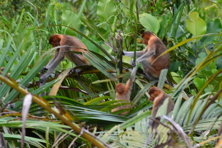 5 Days Truly Orangutan Wildlife Jungle Trail