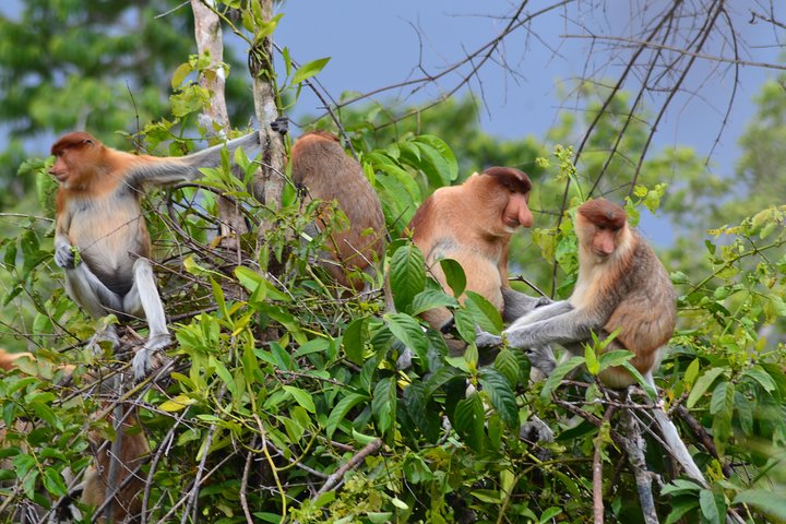5 Days Truly Orangutan Wildlife Jungle Trail