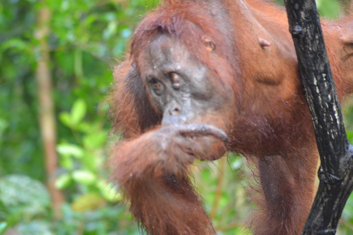 Orangutan Tanjung Puting Honeymoon CoupleTour