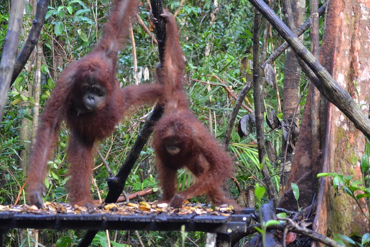 Orangutan Tanjung Puting Honeymoon CoupleTour