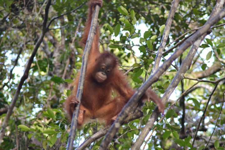 Orangutan Tanjung Puting Honeymoon CoupleTour