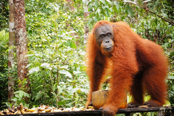 Orangutan Tanjung Puting Honeymoon CoupleTour