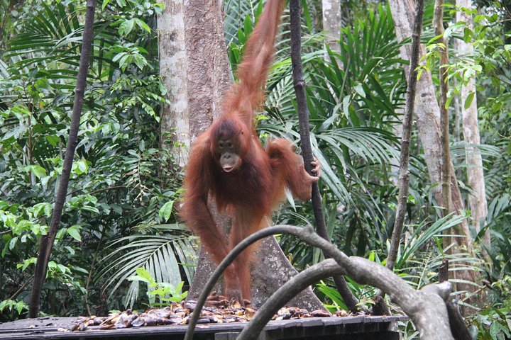 Orangutan Tanjung Puting Honeymoon CoupleTour