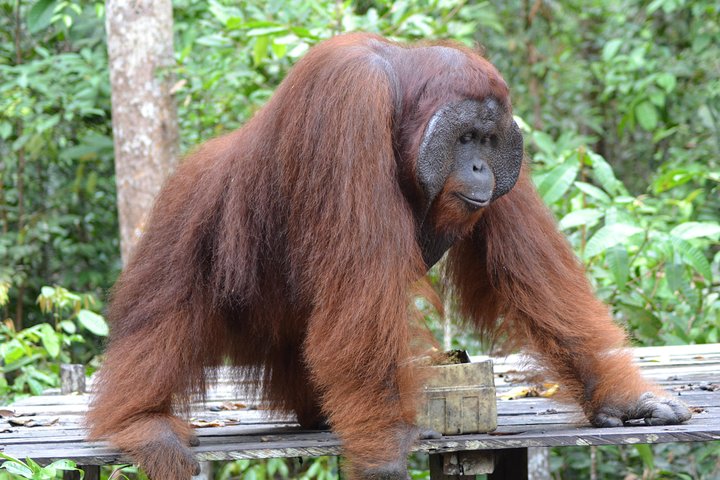 Orangutan Tanjung Puting Honeymoon CoupleTour