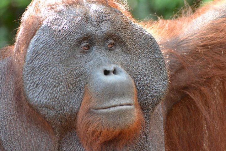 Orangutan Tanjung Puting Honeymoon CoupleTour