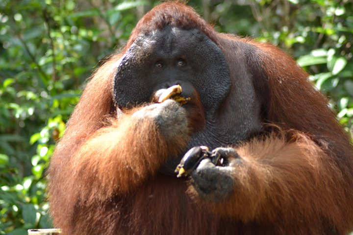 Orangutan Tanjung Puting Honeymoon CoupleTour