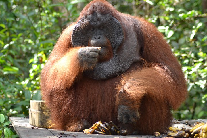 Orangutan Tanjung Puting Honeymoon CoupleTour