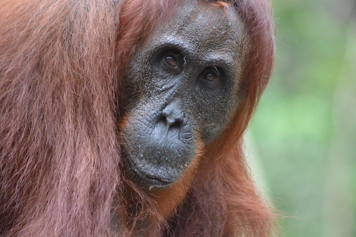 Orangutan Tanjung Puting Honeymoon CoupleTour