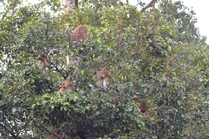 Orangutan Tanjung Puting Honeymoon CoupleTour