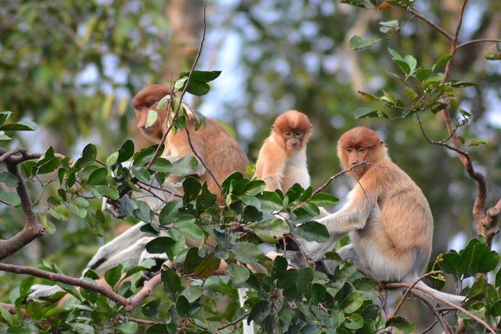 Orangutan Tanjung Puting Honeymoon CoupleTour