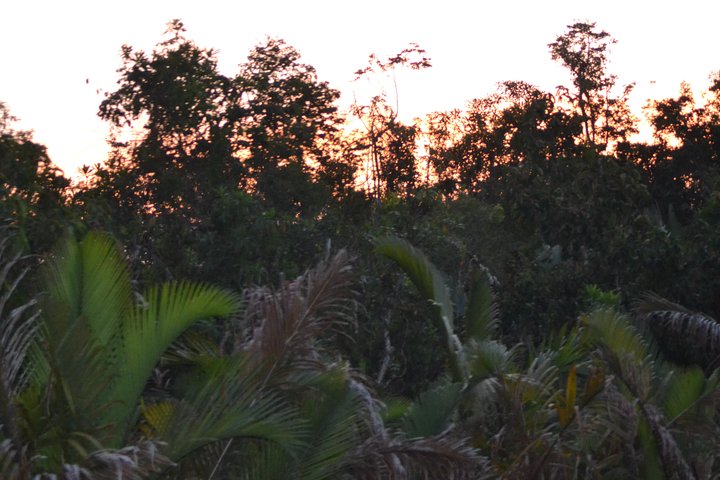 Orangutan Tanjung Puting Honeymoon CoupleTour