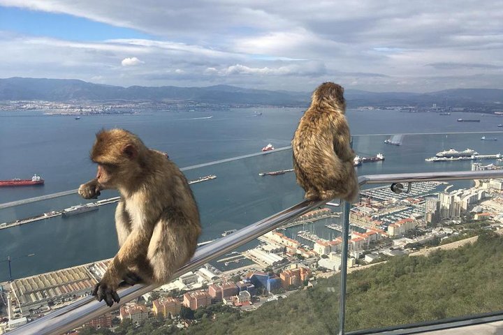 Gibraltar Sightseeing: Premium Rock Tour / Shore Excursion (Private)
