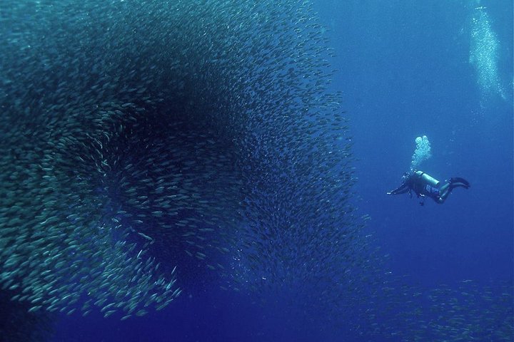 Oslob Whale Shark Snorkeling & Pescador & Sardine Run & Turtle