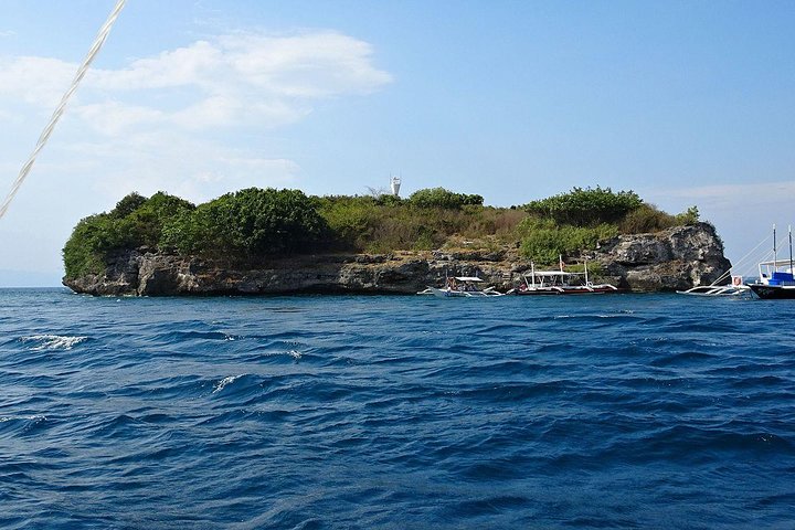 Oslob Whale Shark Snorkeling & Pescador & Sardine Run & Turtle