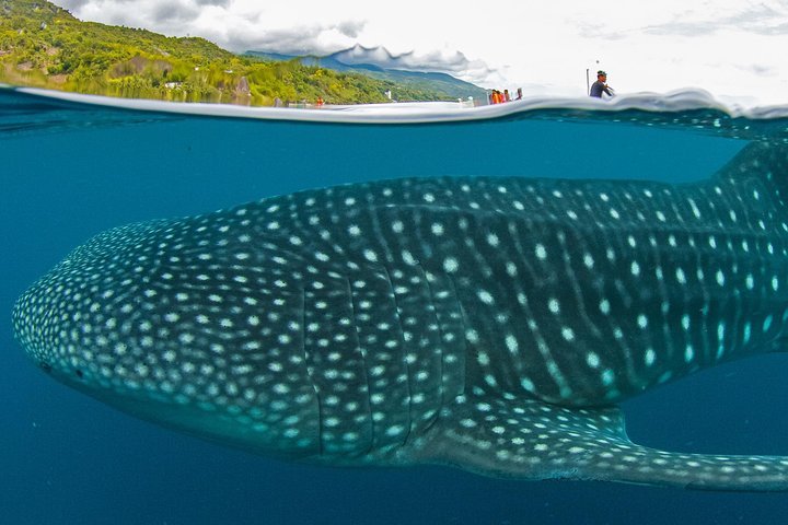 Oslob Whale Shark Snorkeling & Pescador & Sardine Run & Turtle