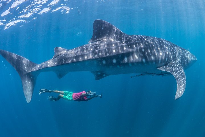 Oslob Whale Shark Snorkeling & Pescador & Sardine Run & Turtle
