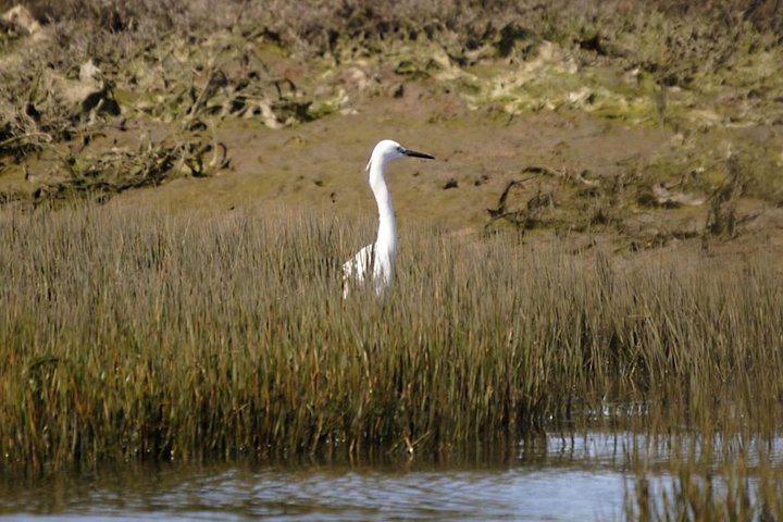 Eco Boat Tour in the Ria Formosa Lagoon from Faro