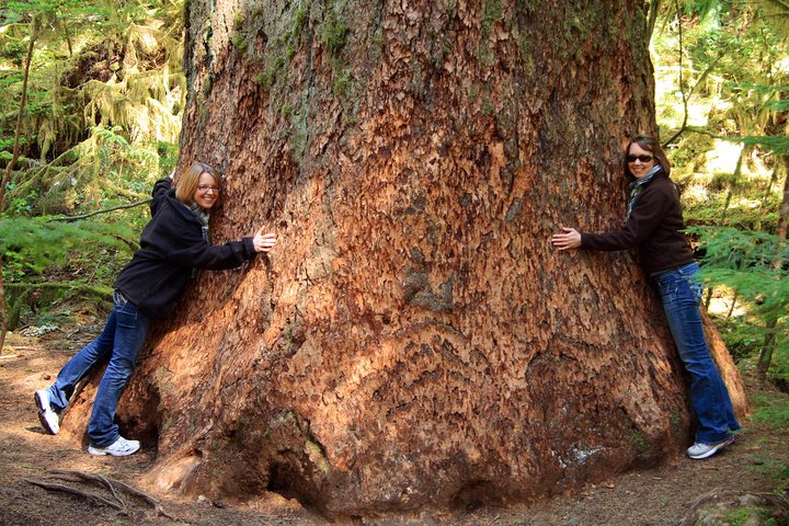 Best of Olympic National Park from Seattle: All-Inclusive Small-Group Day Tour