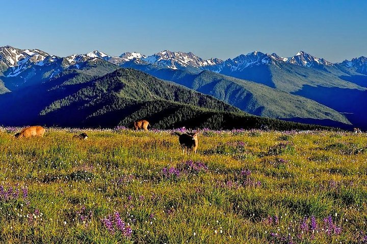Best of Olympic National Park from Seattle: All-Inclusive Small-Group Day Tour
