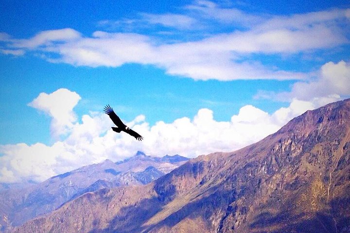 Full Day trip from Arequipa to Colca Canyon ending in Puno
