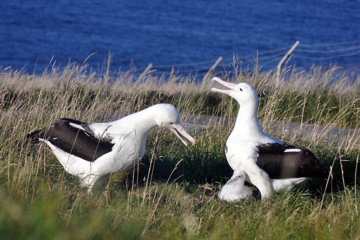 Dunedin City Highlights, Otago Peninsula Scenery & Albatross Guided Tour