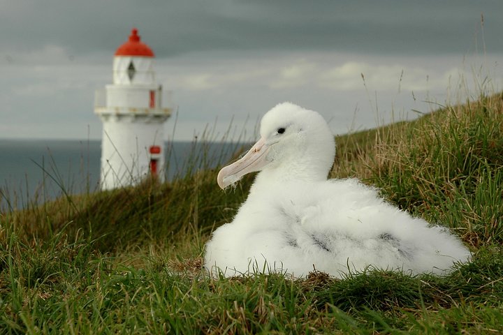 Dunedin City Highlights, Otago Peninsula Scenery & Albatross Guided Tour
