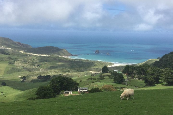 Dunedin City Highlights, Otago Peninsula Scenery & Albatross Guided Tour