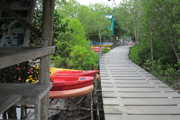 Half day Mangrove by Kayaking or Longtail boat from Koh Lanta